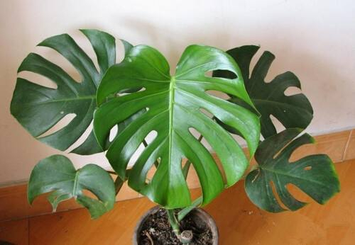 辦公室除甲醛用什么植物好